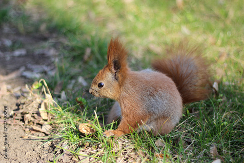 Konstfotografi Cute red squirrel with fluffy ears and bushy tail sitting on green spring grass near a walnut shell in a sunny park