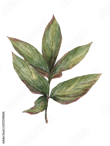 Foto Watercolor peony foliage branch with five soft green leaves, delicate botanical