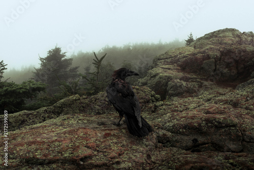Cuadro en lienzo Raven on a foggy mountain