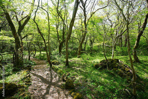 fine forest pathway through old mossy rocks