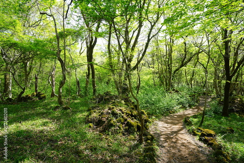 fine forest pathway through old mossy rocks