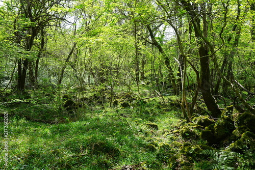 old wild forest in the spring sunlight