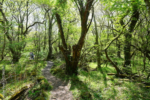 fine spring pathway through old trees
