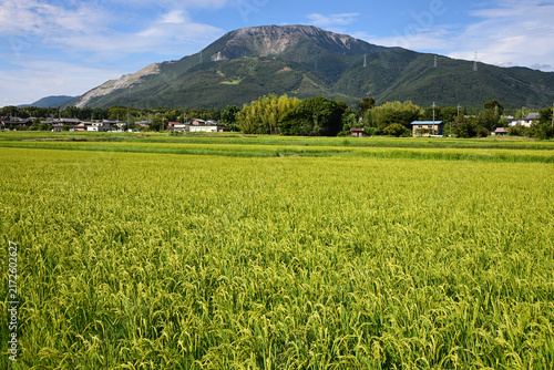 Canvas Print Mount Ibuki and Golden Rice Fields in Rural Japan.（伊吹山）2