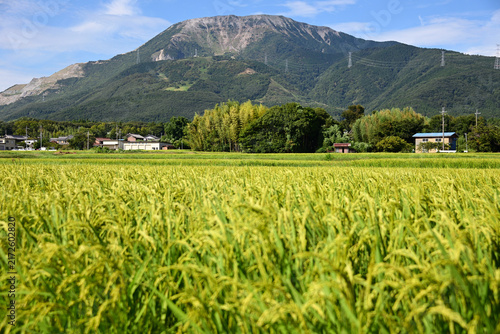 Photography Mount Ibuki and Golden Rice Fields in Rural Japan.（伊吹山）3