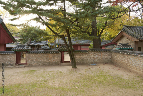 Photography 소나무,서울문묘.성균관,종로구,서울