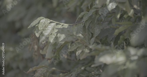Coffee plant