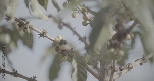 Coffee plant