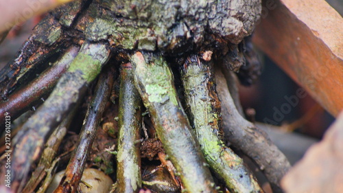 Canvastavla Wet woody tree roots spreading outward, showing rough texture and patches of sof