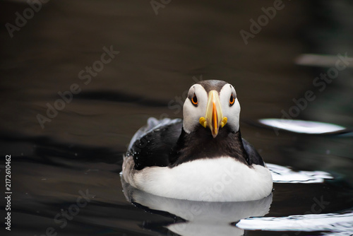 Horned Puffin front view
