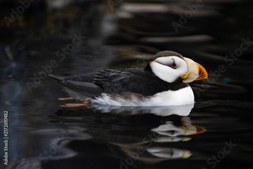 Horned Puffin side view