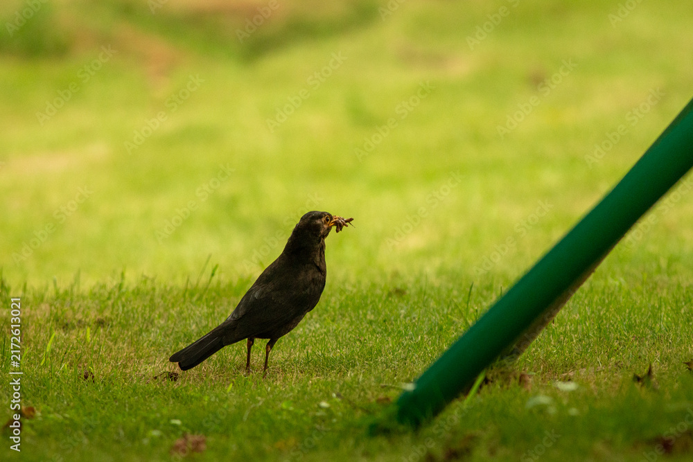 Fototapeta premium blackbird on the grass