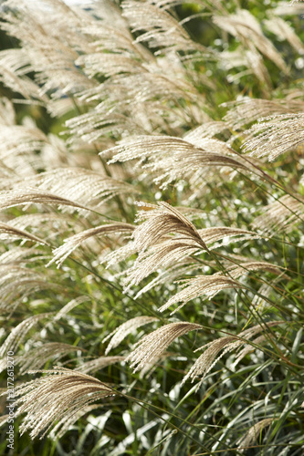 Konstfotografi 억새