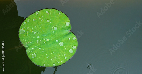 Lotus Leaf with Water Droplets Floating on Dark Pond