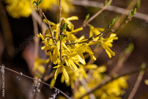 Yellow forsythia flowers blooming on shrub in spring