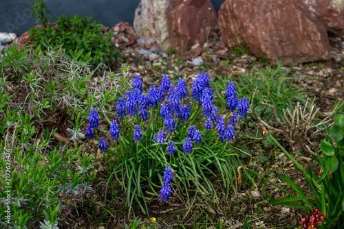 Blue muscari flowers blooming in spring garden