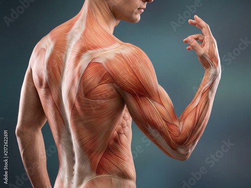 Detailed Anatomical Illustration of Upper Body Muscles