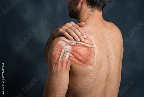 Male Shoulder Anatomy Showing Rotator Cuff Muscles
