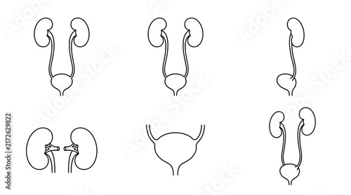 Set of outline illustrations of human urinary system including kidneys and bladder for anatomical study, medical research, urology diagnosis, health