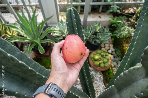 Someone hand holding a fruit of Cereus Jamacaru hildmannianus cactus. The fruit is also rich in carbohydrates, fiber, and minerals.It has a mildly sweet, juicy flavor and can be eaten fresh.