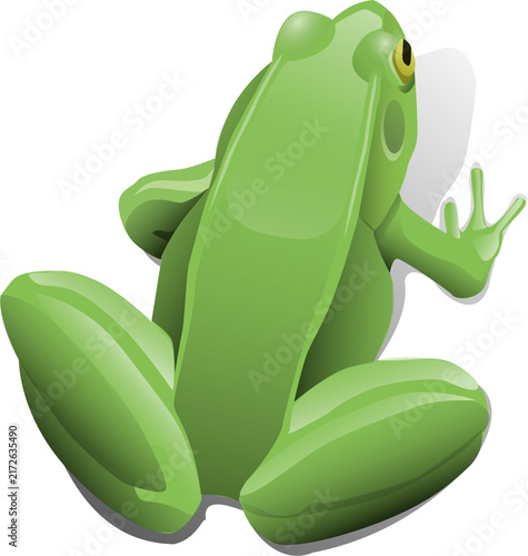 green tree frog