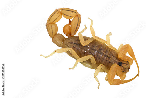Картината върху платно Yellow desert scorpion in threatening posture with arched stinging tail isolated