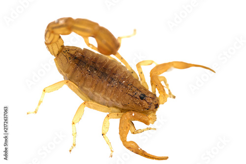 Fotografie Dynamic attack pose of deadly yellow desert scorpion with raised sting isolated