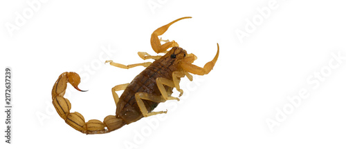 Canvas Print Curled defensive posture of small yellow desert scorpion cutout isolated on tran