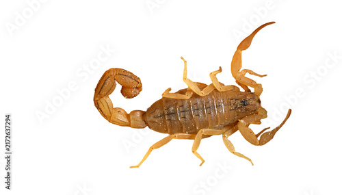 фотографія Yellow desert scorpion preparing to attack with forward pointed sting isolated o