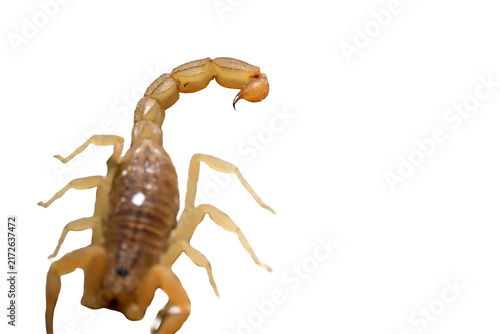 Foto Rear angled perspective of yellow scorpion body and raised tail isolated on tran