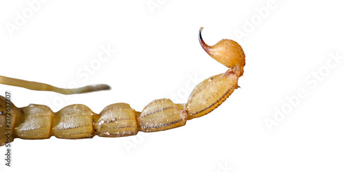 Фотография Macro shot of yellow scorpion curved stinging tail and sharp aculeus isolated on