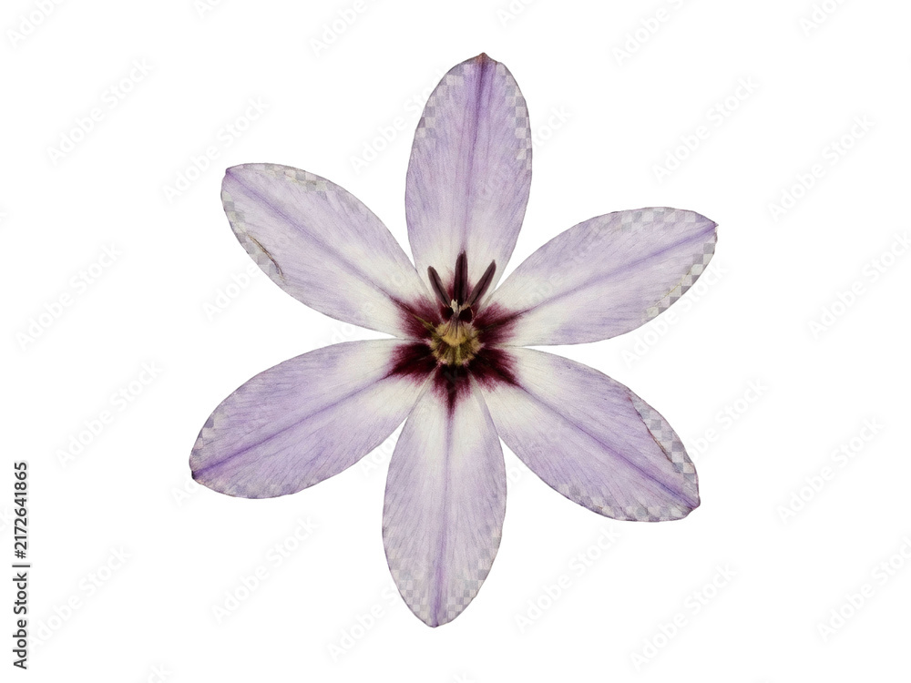 Obraz premium Pressed Ixia Star Flower on Soft Cream Paper Botanical Detail.