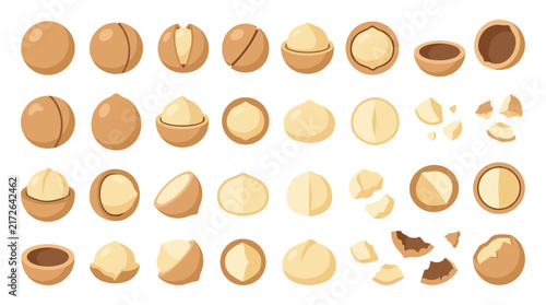 Set of macadamia nuts in various states including whole, halved, and cracked pieces, detailed food collection for healthy snacks, nut ingredients
