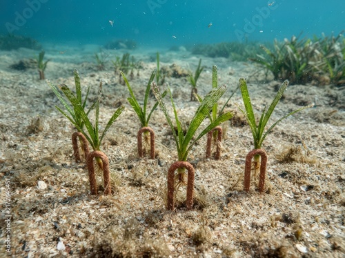 Seagrass sprouts being planted in sandy seabed to restore marine ecosystem. These young seagrass plants are secured with U-shaped clips.