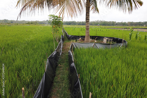 Obraz na plátne Rice Field Landscape Scenery
