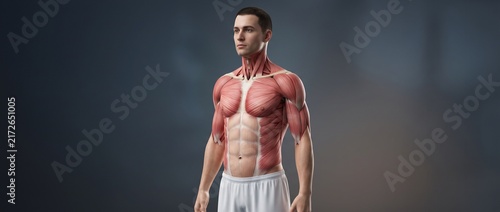 Generic Male Muscular Anatomy Model in Three-Quarter View