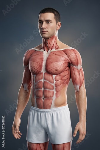 Male Muscular System Anatomy Visualization in Three-Quarter View