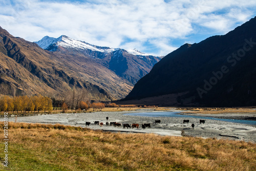 Bild auf Leinwand Cattle in Riverbed Near Mount Aspiring National Park, New Zealand