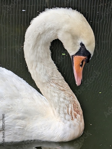 Fotografie mute swan cygnus olor