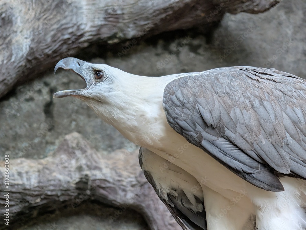 Naklejka premium bird of prey sea eagle
