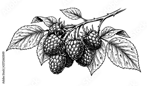 Vintage Raspberry Botanical Ink Sketch Hand Drawn Vector Illustration