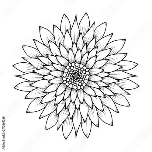 white dahlia flower