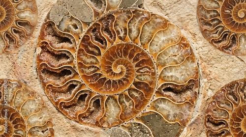 Intricate cross-section of a fossilized ammonite displaying its natural spiral pattern in earthy tones