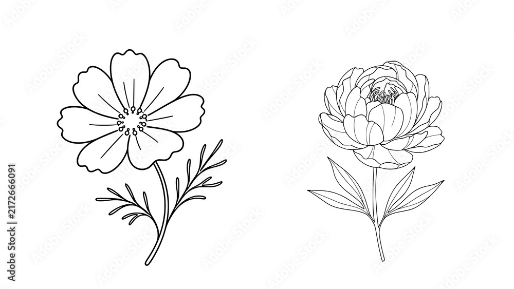 Obraz premium Single flower drawing isolated on transparent background. Elegant botanical PNG illustration for invitations, wedding designs, stationery, branding, tattoos and creative projects
