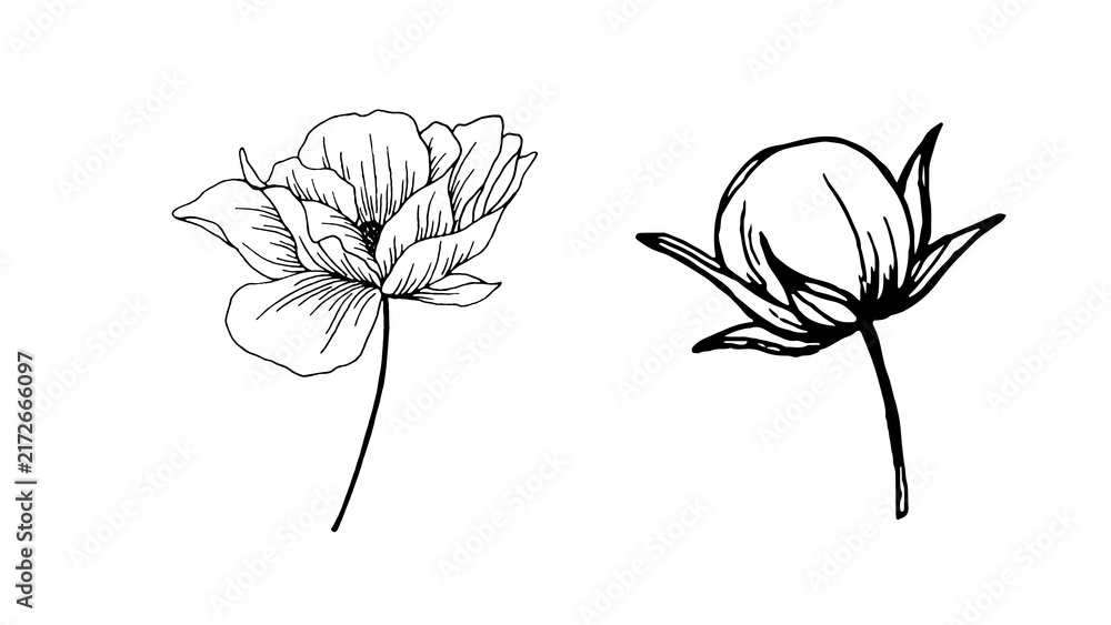 Obraz premium Single flower drawing isolated on transparent background. Elegant botanical PNG illustration for invitations, wedding designs, stationery, branding, tattoos and creative projects