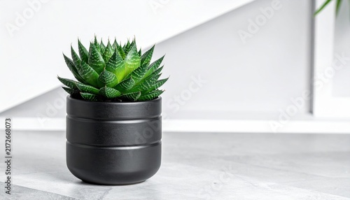 Vibrant Green Succulent Plant in a Sleek Matte Black Ceramic Pot