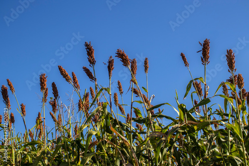 Fotografie Low angle view of ripe red sorghum panicles growing in an agricultural field against a clear blue sky background