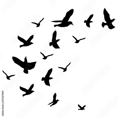 Fotografie Flying bird silhouettes in varied poses, flock movement and freedom concept on a