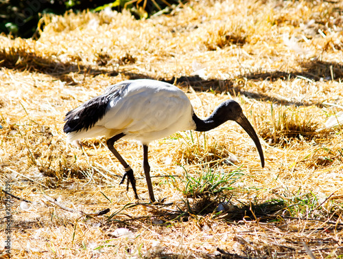 Fotografía African Sacred Ibis Bird Walking In Yellow Grass Field