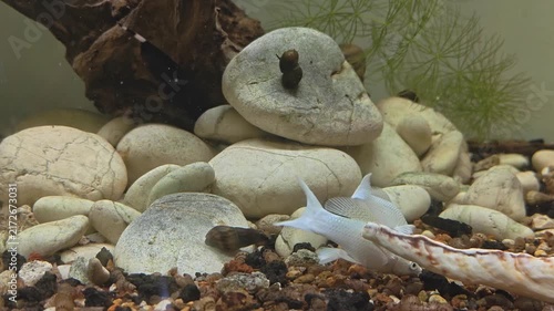 Video of White fish swimming among smooth stones in a calm aquarium. Soft lighting highlights their pale bodies and gentle movements. Aquatic plants sway subtly in the background. 4K Footage